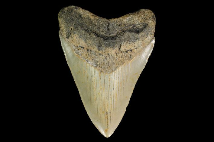 Serrated, Fossil Megalodon Tooth - North Carolina #147493